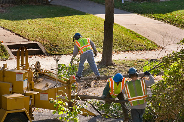 Best Tree and Shrub Care  in Buchanan, VA